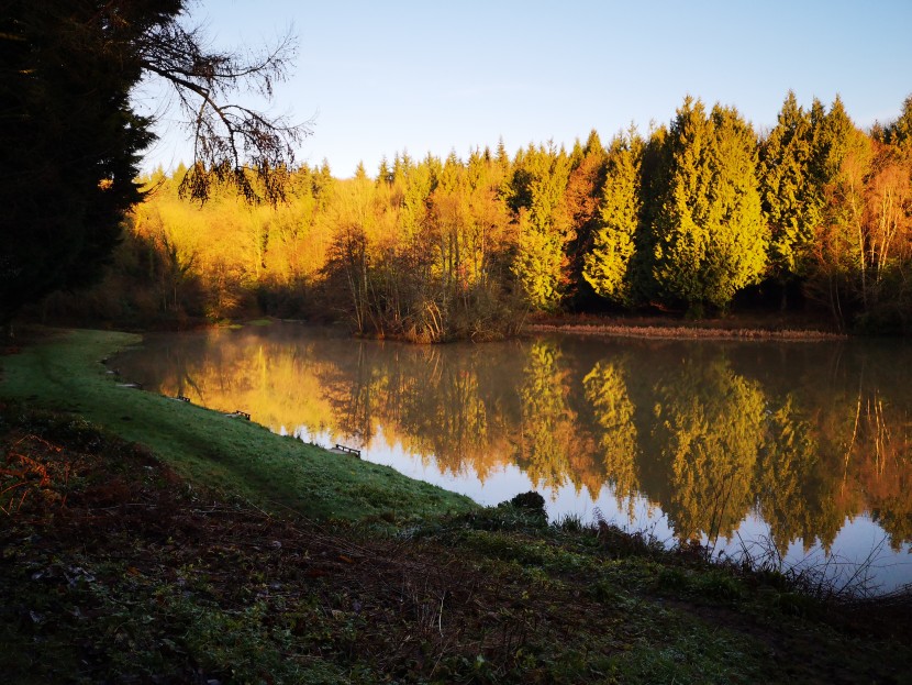 Forest pool on Christmas morning